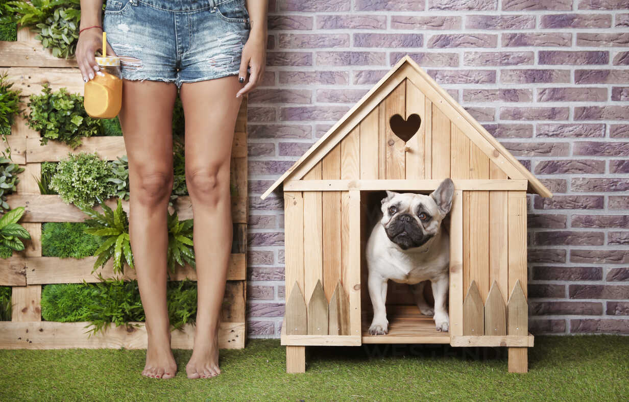 Crafting the Ideal Pet House for Bulldogs: Creating a Comfortable Haven