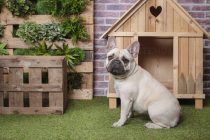 Understanding Your Poodle’s Needs for a Perfect Dog House