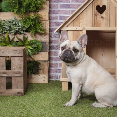 Crafting the Ideal Pet House for Bulldogs: Creating a Comfortable Haven